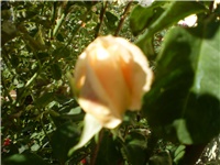 35d82cd4-Picture 668.jpg